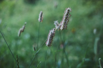 Grass