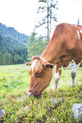 Fototapeta na wymiar Pinzgauer Kuh grast auf Alm, Natur pur, Nahaufnahme