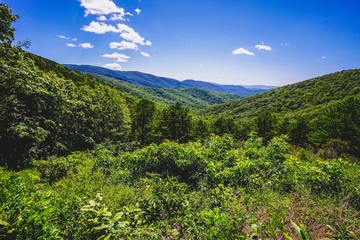 Fototapeta premium green forest mountains