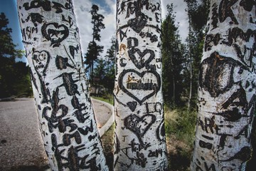 hearts in a birch tree