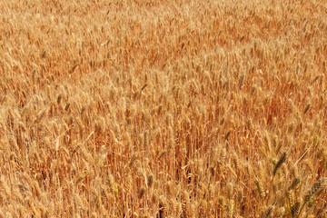 Field of ripe golden wheat close-up