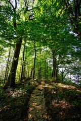 hiking path through the forest