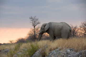 elephant in africa in a group