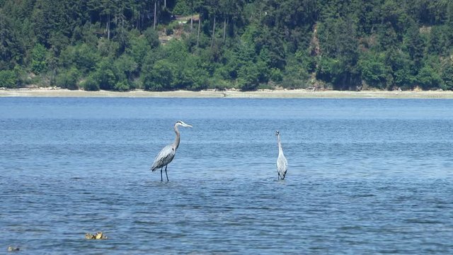 Great Blue Herons (Ardea herodias) staning in shallow water at low tide in Washington state&rsquo;s Hood Canal.