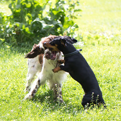 Funny two young dogs playing rough in summer nature
