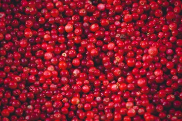 pile of lingonberries