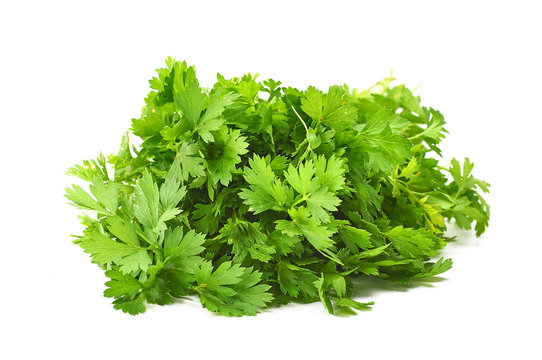 bright parsley leaves on white
