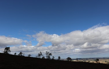 Line of trees on hillside under fluffy white clouds