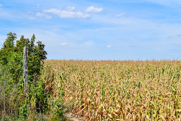 View of dry corn that was destroyed by the drought