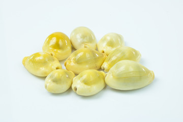  Money cowry on white background