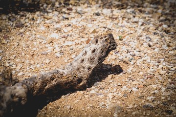 solitary desert branch
