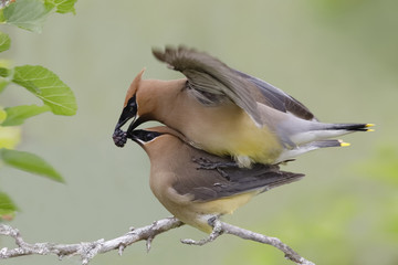 Male Cedar Waxwing offering his mate a mulberry during copulation