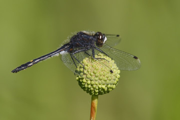 Dot-tailed Whiteface dragonfly perched on a buttonbush