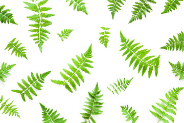 Beautiful, fresh green fern leaves isolated on white background. Leaves pattern. Mockup for special offers as advertising or other different ideas. Flat lay. Top view.