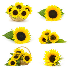 Beautiful sunflowers (Helianthus) - collage