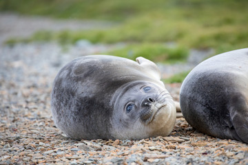 Naklejka premium seal sitting on a rock