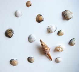 seashells on white background top view, travel and holiday concept design
