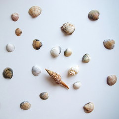 seashells on white background top view, travel and holiday concept design