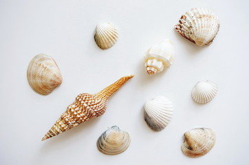seashells on white background, travel and holiday concept 