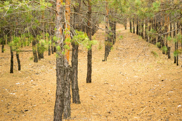 close view of a forest belt from pine trees