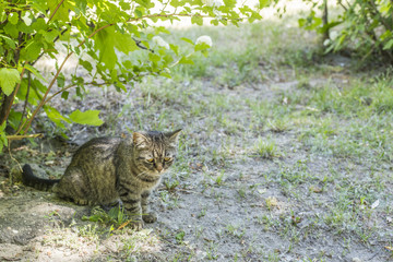 Very sad cat, sitting under a Bush and looks plaintively.