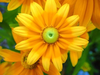yellow daisy flower