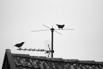 Krähe Rabe Dach