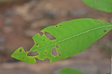 Leaf,  many insects bite it,  see to strange but be beautiful.