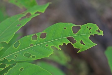 Leaf,  many insects bite it,  see to strange but be beautiful.