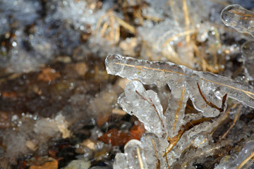 Dried grass in ice
