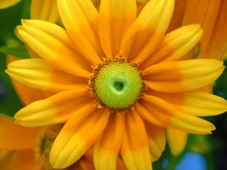 yellow daisy flower