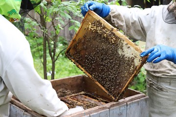 Beekeeper maintains the beehives. Holds frame with honey in the hands of and looks.