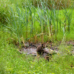 Homeless cat in the swamp.