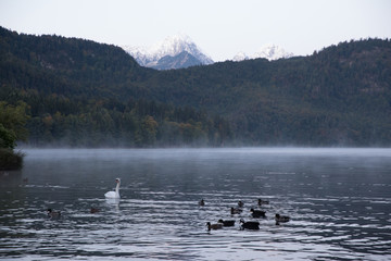some swans swimming © sarah