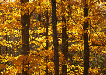 Maples in Autumn