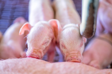 Small piglet sucking milk from breast of fertile sow lying in the stall, group of mammal stay...