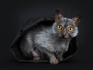 Cool Lykoi werewolf cat laying facing front in black paper bag looking straight at lens, isolated on black background
