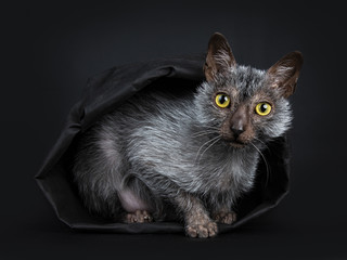 Cool Lykoi werewolf cat laying facing front in black paper bag looking straight at lens, isolated...