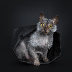 Cool Lykoi werewolf cat sitting facing front in black paper bag looking straight at lens, isolated...