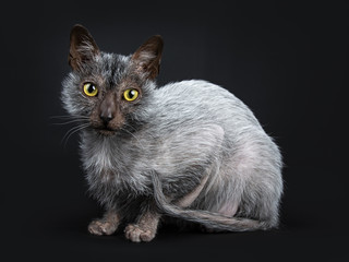 Cool Lykoi werewolf cat laying down side ways looking beside camera lens, isolated on black background