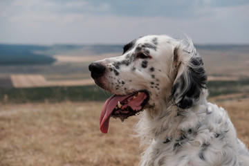 white big Dog sitting on plain. English setter outdoors