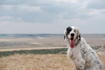 white big Dog sitting on plain. English setter outdoors