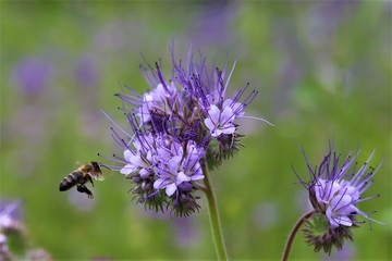 Bee on meadow flowers, collects nectar. Summer honey harvest.