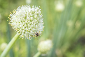 Onion flower. Nectar fly, collects nectar.