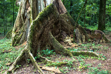 Detail of Atlantic Forest vegetation