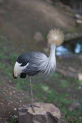 Balearica pavonina on stone