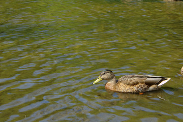 Single Mallard Duck Bird Wildlife Animal Sitting With Yellow Bill and Brown Feathers Swimming Paddling in Green Murky Pond Lake Creek Stream River Nature Water