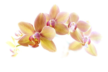 Fototapeta na wymiar Orchidee Blüten vor weißem Hintergrund