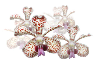 Orchidee weiß und pink vor weißem Hintergrund