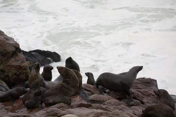 group of seals on a beach